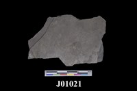 藏品(古網跡和蠕形跡化石)的圖片